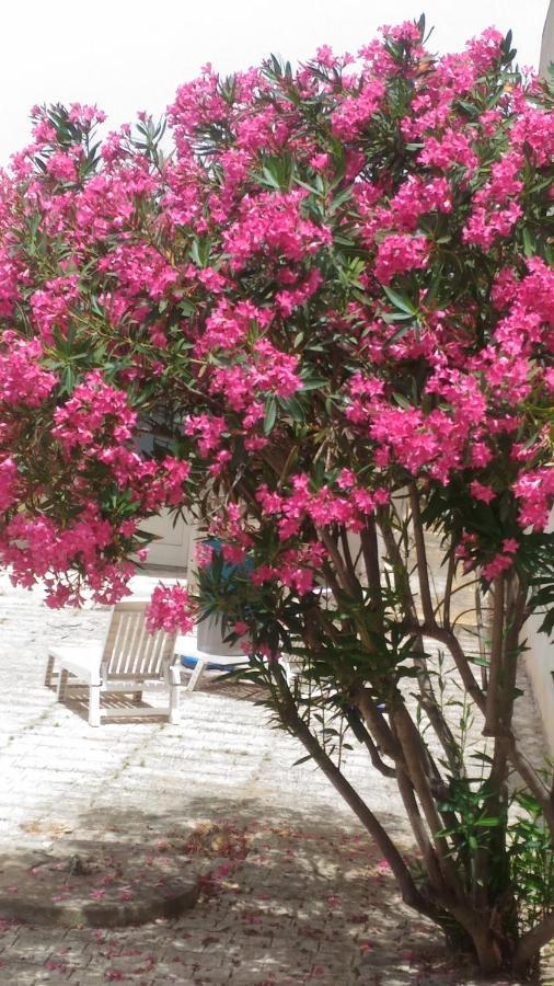 Villino Oleandro Villa Santa Maria Del Focallo Dış mekan fotoğraf
